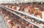 Producción de Aves para Reproducción y Obtención de Carnes y Huevos