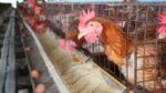 MF0281_2 Producción de Aves para Reproducción y Obtención de Carnes y Huevos