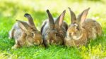 MF0282_2 Producción de Conejos para Reproducción y Obtención de Carne