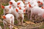 Producción de Cerdos de Renuevo, Reproductores y Cerdos Lactantes