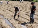 Operaciones Auxiliares de Preparación del Terreno, Plantación y Siembra de Cultivos Agrícolas