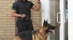 Instrucción Canina en Operaciones de Seguridad y Protección Civil