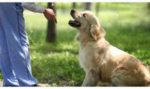 Adiestramiento de Perros en Búsqueda y Localización de Personas mediante Venteo, en Estructuras Colapsadas e Interior de …