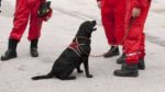 MF1757_3 Adiestramiento de Perros para Detección, Búsqueda, Salvamento y Rescate de Víctimas